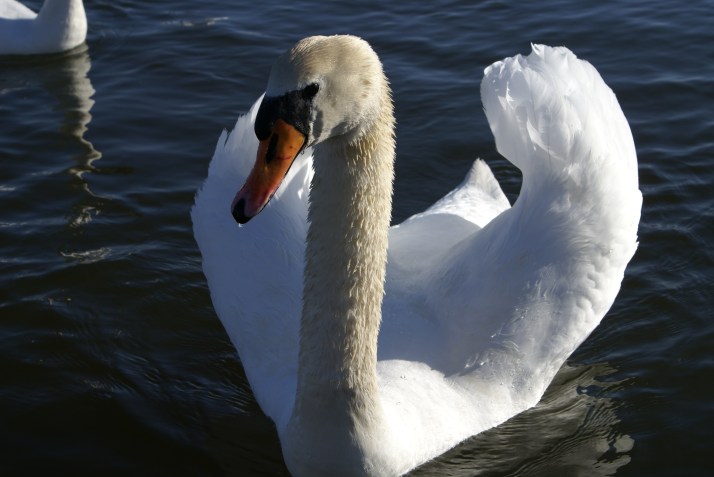 cancerinmythirties.wordpress breast cancer weekly photo challenge changing seasons swan