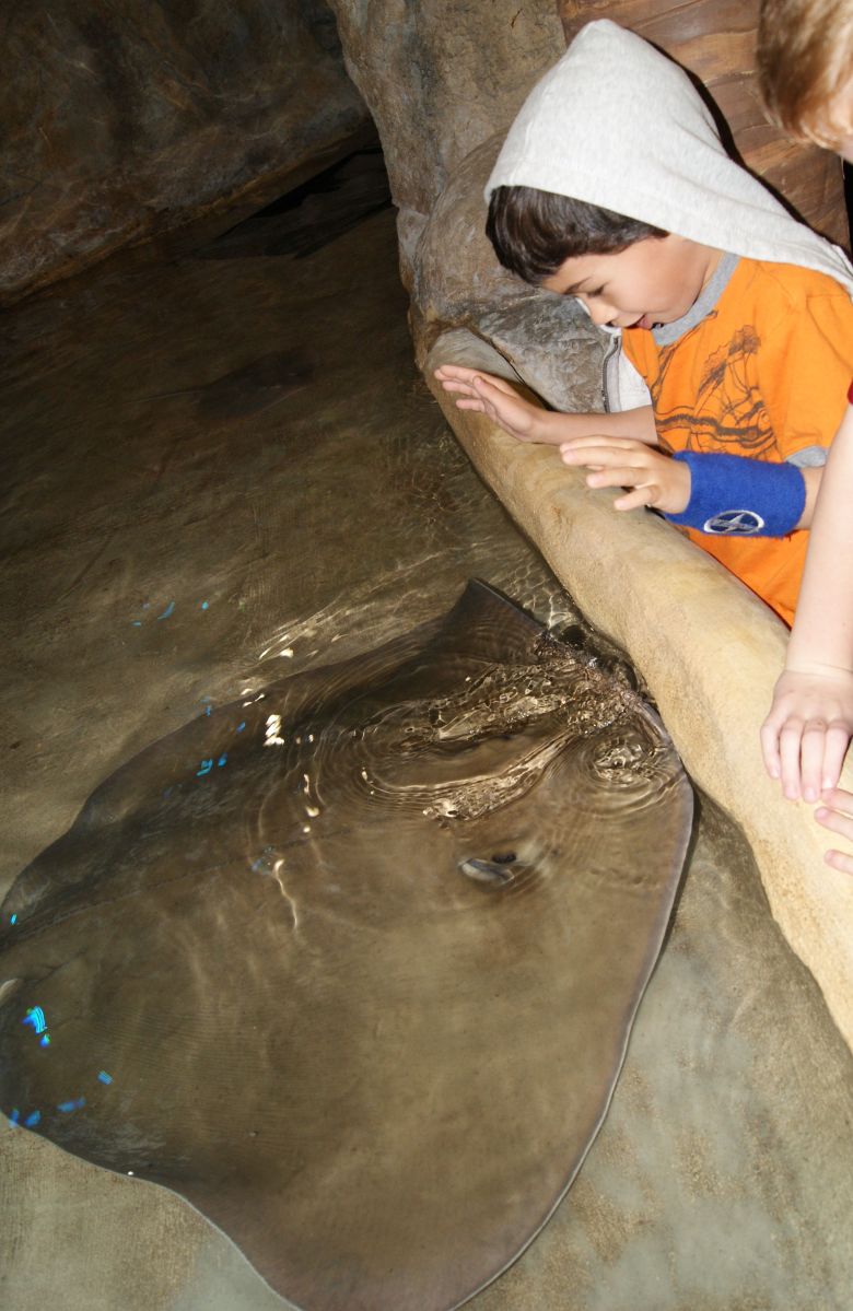 surprise the daily post weekly photo challenge cancerinmythirties.wordpress.com breast cancer feeding the stingrays philadelphia camden, nj Adventure Aquarium thirties 30s mom motherhood family sting ray tank touch wading
