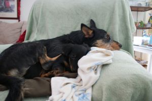 breast cancer thirties 30s 30's dog dogs